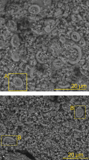 alt: Vápnitý nannoplanktón v podkladové vrstvě. A-Arkhangelskiella maastrichtiensis určující svrchně křídový věk horninového materiálu; B-Watznaueria barnesae indikující šampaňskou křídu. Řádkovací elektronový mikroskop. Foto Z. Korbelová