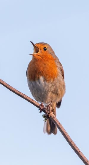 alt: V případě červenky obecné prokazatelně zpívá i samička. Foto Shutterstock.com