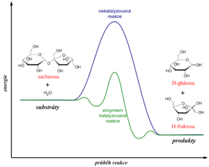 alt: Porovnání energetiky enzymem katalyzované a nekatalyzované reakce. Cesta, kterou jsou reaktanty přeměněny na produkty během enzymem katalyzované reakce, je většinou mnohem složitější než průběh nekatalyzované reakce. Pro výslednou rychlost je však důležitější, že nevede přes žádné energeticky příliš nevýhodné stavy. 