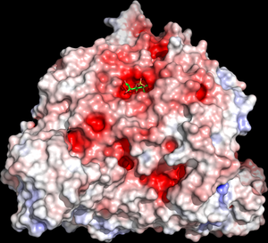 alt: Enzym invertasa s inhibitorem navázaným v aktivním centru. Invertasa zobrazená jako povrch zbarvený podle lokálního náboje (červené jsou oblasti s negativním nábojem a modré s pozitivním nábojem). Malá molekula zobrazená zeleně je inhibitor (kotalanol), který může blokovat aktivní centrum enzymu, do něhož by se jinak vázal jeho přirozený substrát –sacharosa.