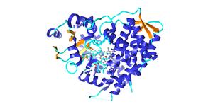 alt: Cytochrom P-450 CYP3A4 – enzym, který se významně podílí na metabolismu léčiv v našem organismu. Právě jeho aktivitu mohou ovlivňovat látky obsažené v grapefruitu. Zdroj Shutterstock.com