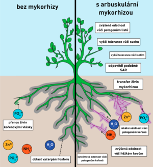 alt: Pozitivní účinky arbuskulární mykorhizy. Wikimedia Commons, Catherine N. Jacott, Jeremy D. Murray a Christopher J. Ridout, CC BY-SA 4.0
