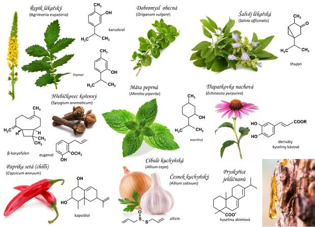 alt: Řada rostlin v sobě ukrývá chemické látky s antibiotickými účinky. Autorka grafiky Veronika Hýsková, obrázky Shutterstock.com