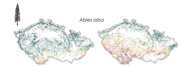 alt: Jedle bělokorá je jedním z příkladů růstových trendů stromů na našem území. Pozn. zelená barva představuje rostoucí trend, červená barva klesající trend; mapa nalevo: 1995–2005, mapa napravo: 2005–2018. Zdroj: Autoři původního článku.